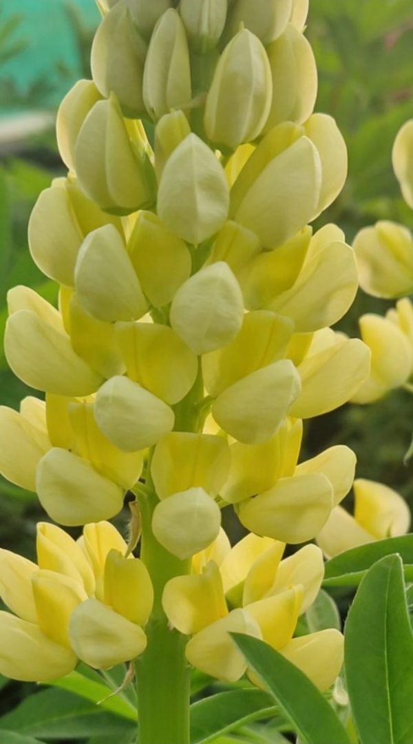 Lupinus 'Chandelier'