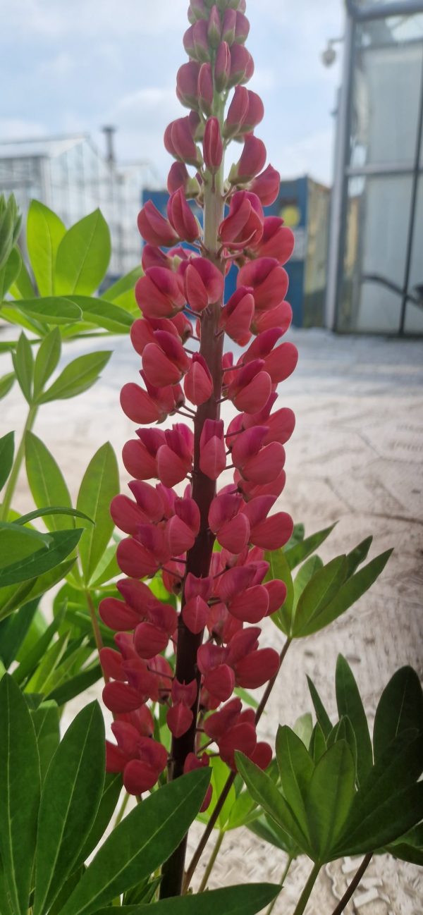 Lupinus 'My Castle' Lupinus 'My Castle'