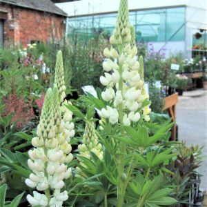 Lupinus 'Noble Maiden'