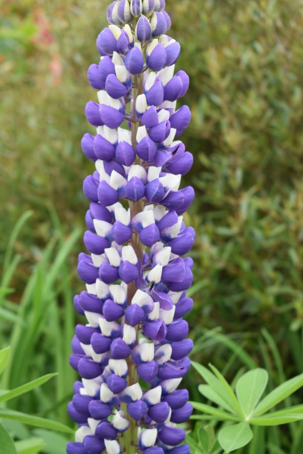 Lupinus 'The Governor'