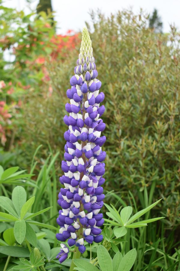 Lupinus 'The Governor'2