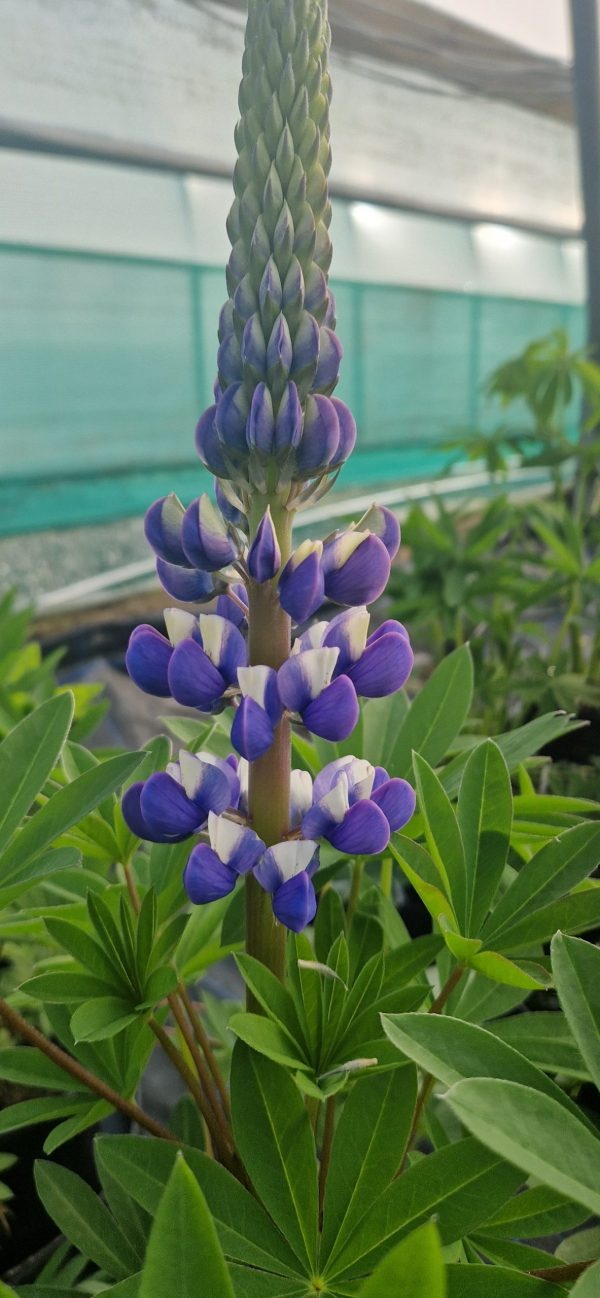 Lupinus 'The Governor'3 Lupinus 'The Governor'