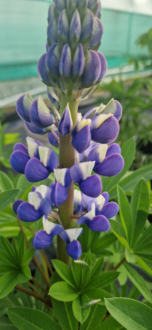 Lupinus 'The Governor'4 Lupinus 'The Governor'