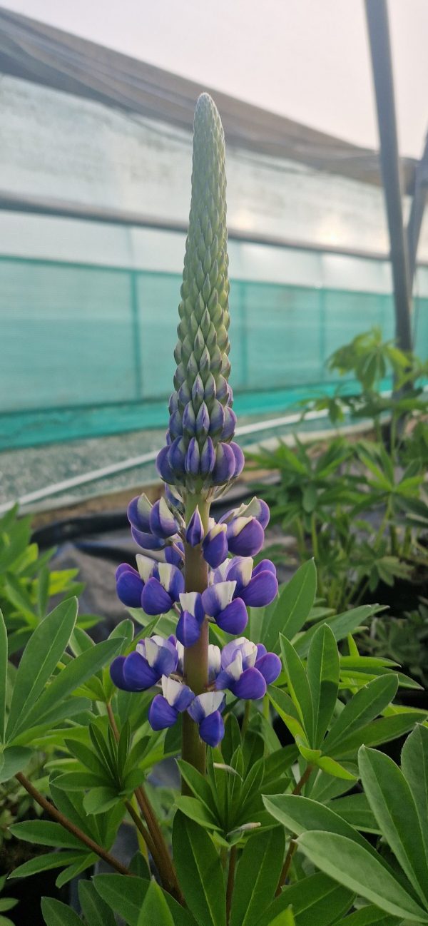 Lupinus 'The Governor'5 Lupinus 'The Governor'