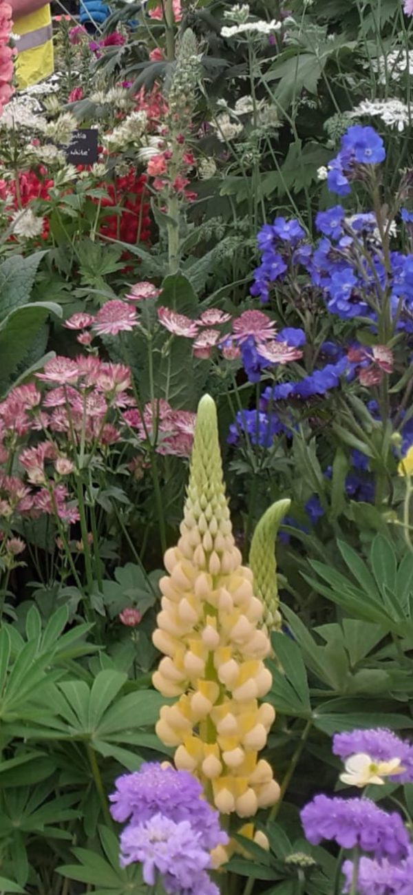 Lupinus West Country 'Desert Sun'2 Lupinus West Country 'Desert Sun'