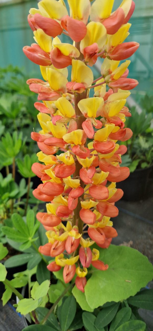 Lupinus West Country 'Gladiator' Lupinus West Country 'Gladiator'