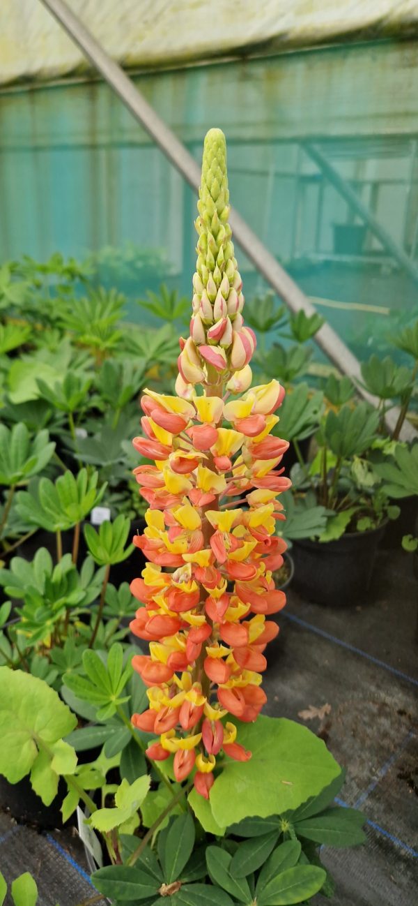 Lupinus West Country 'Gladiator'2 Lupinus West Country 'Gladiator'