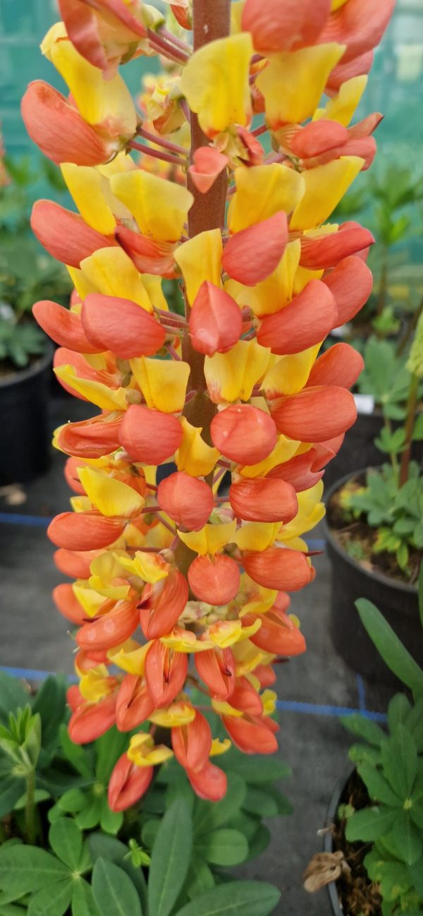 Lupinus West Country 'Gladiator'3 Lupinus West Country 'Gladiator'