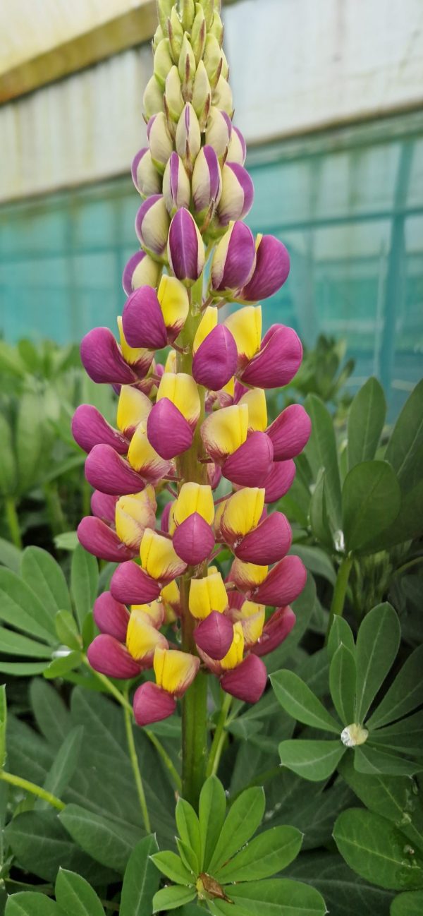 Lupinus West Country 'Manhattan Lights'