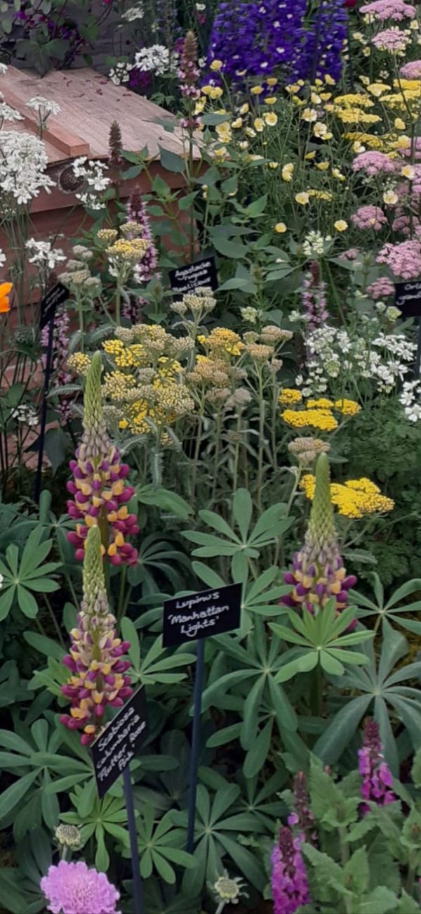 Lupinus West Country 'Manhattan Lights'