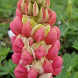 Lupinus West Country 'Rachel de Thame'