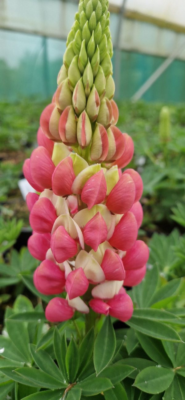 Lupinus West Country 'Rachel de Thame'