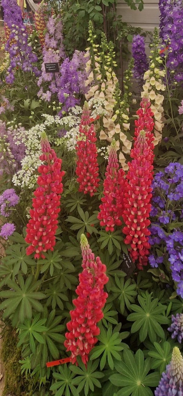 Lupinus West Country 'Red Rum' Lupinus West Country 'Red Rum'