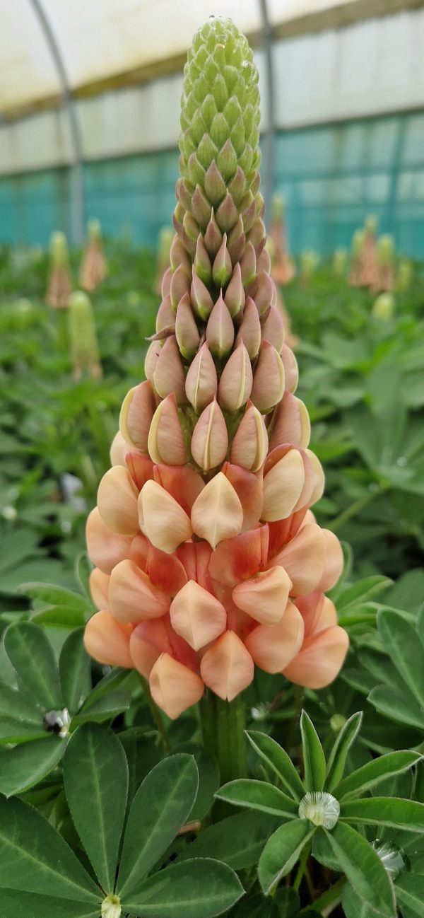 Lupinus West Country 'Salmon Star' Lupinus West Country 'Salmon Star'