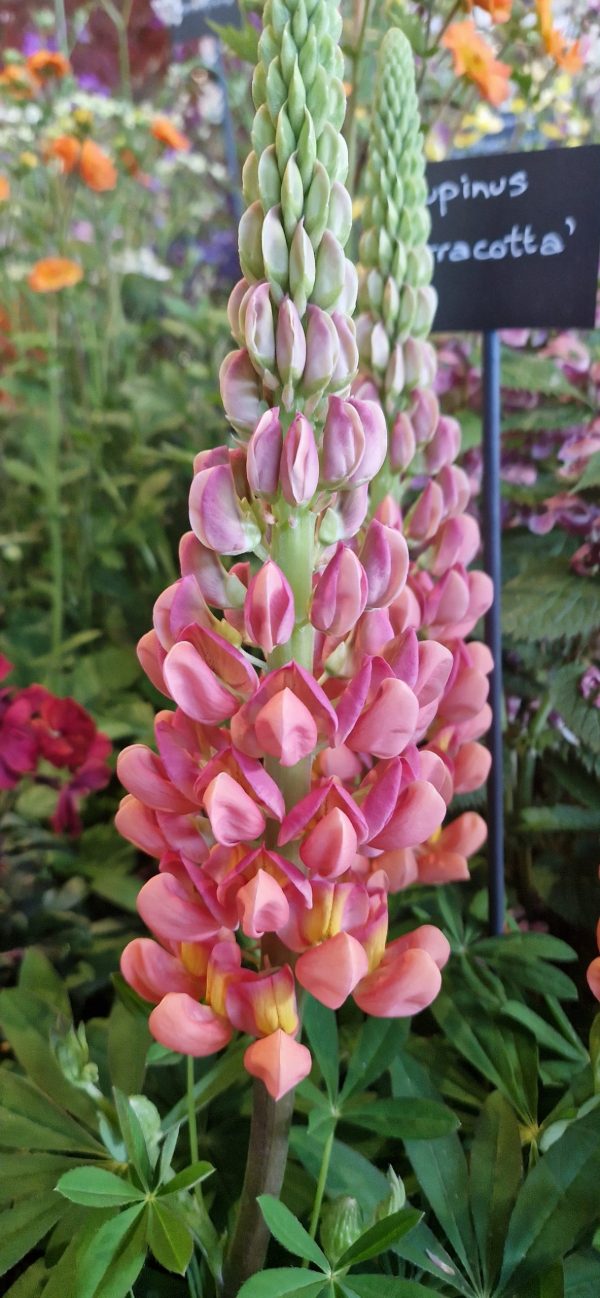 Lupinus West Country 'Terracotta' Lupinus West Country 'Terracotta'