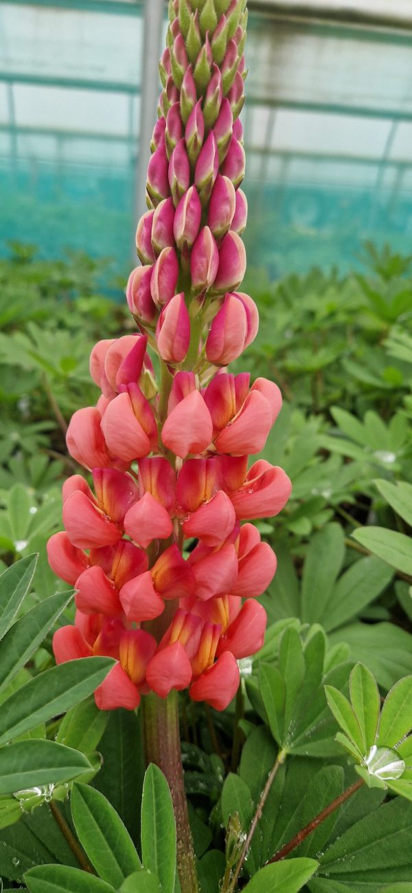 Lupinus West Country 'Towering Inferno' Lupinus West Country 'Towering Inferno'