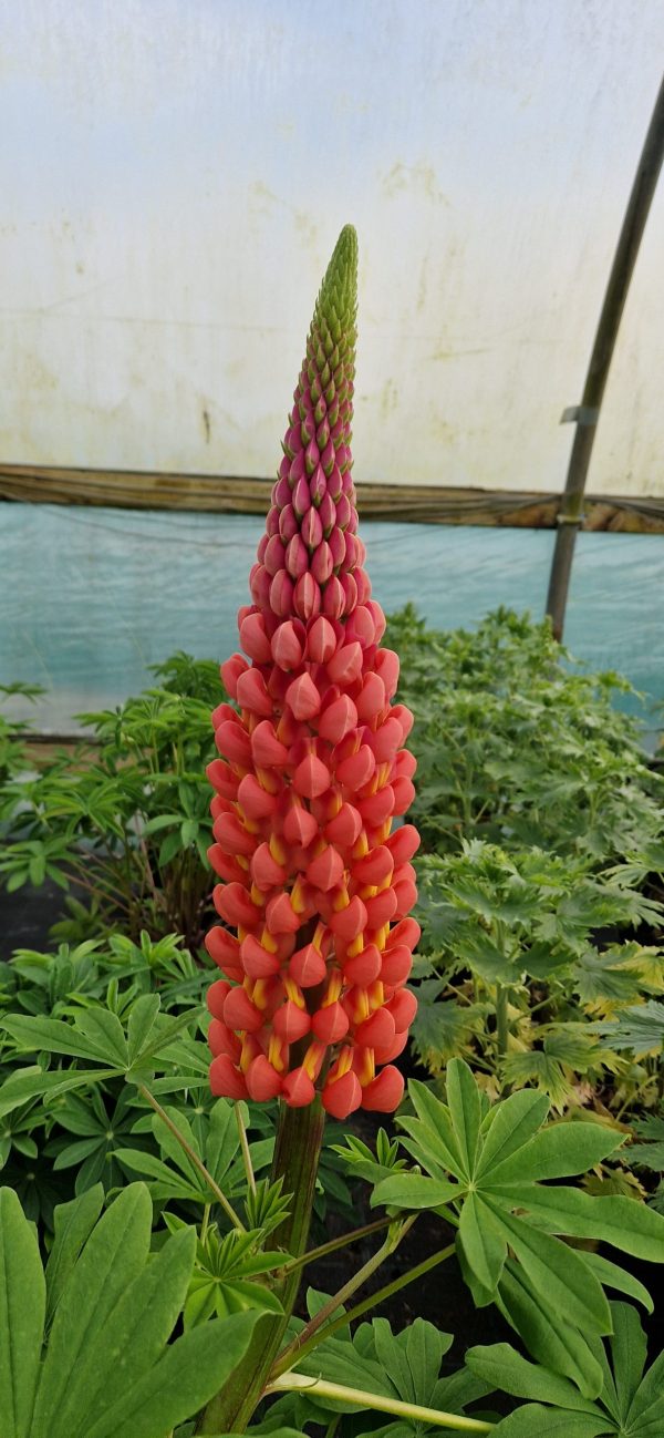 Lupinus West Country 'Towering Inferno'2 Lupinus West Country 'Towering Inferno'