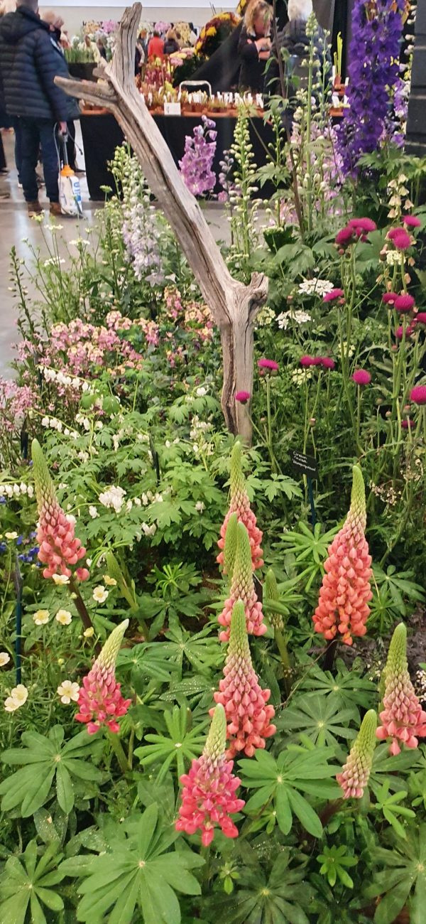 Lupinus West Country 'Towering Inferno'3 Lupinus West Country 'Towering Inferno'