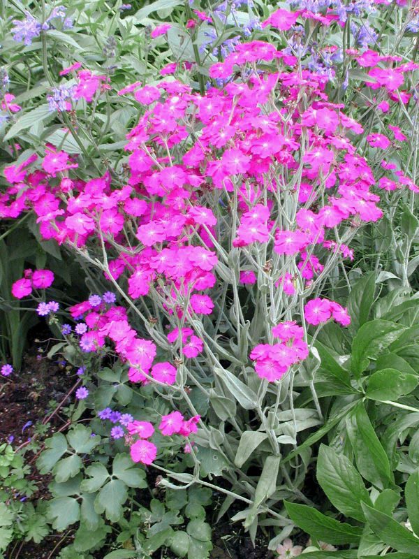 Lychnis Hill Grounds 1