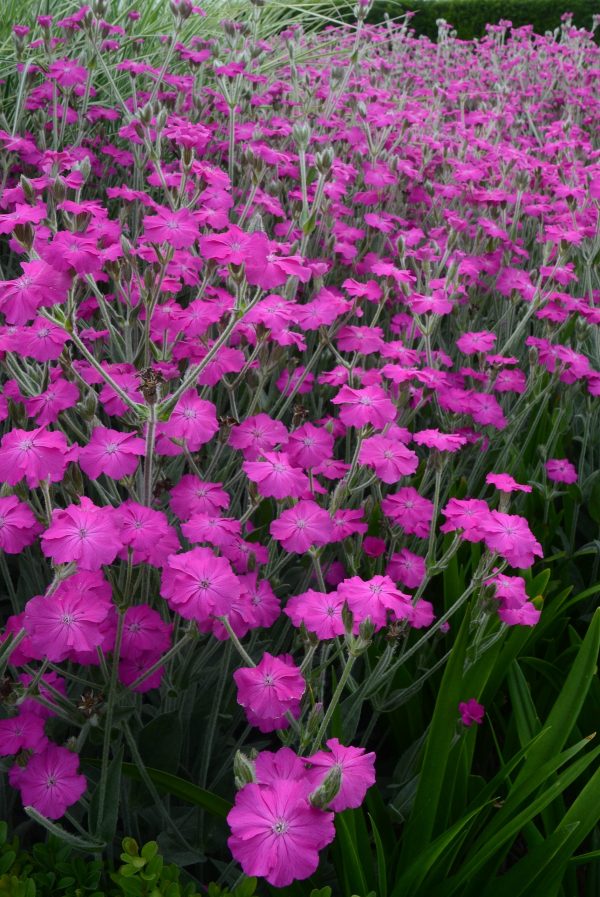 Lychnis Hill Grounds 17