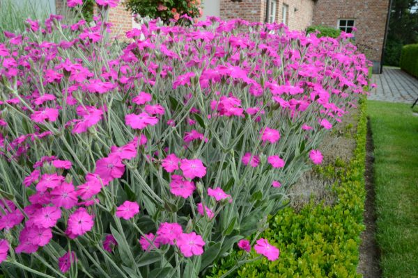 Lychnis Hill Grounds 18