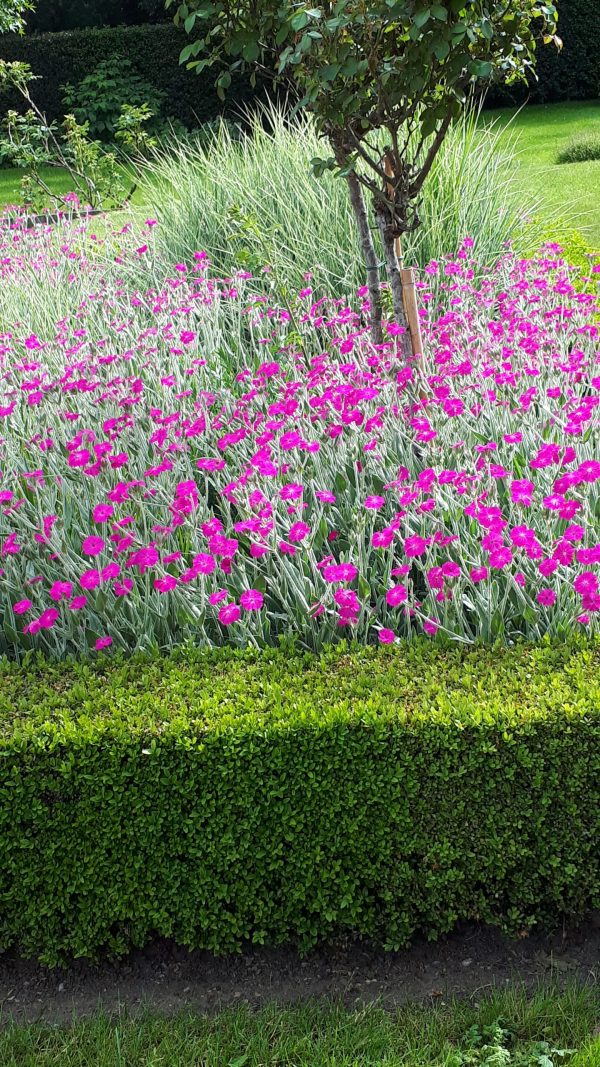 Lychnis Hill Grounds 2