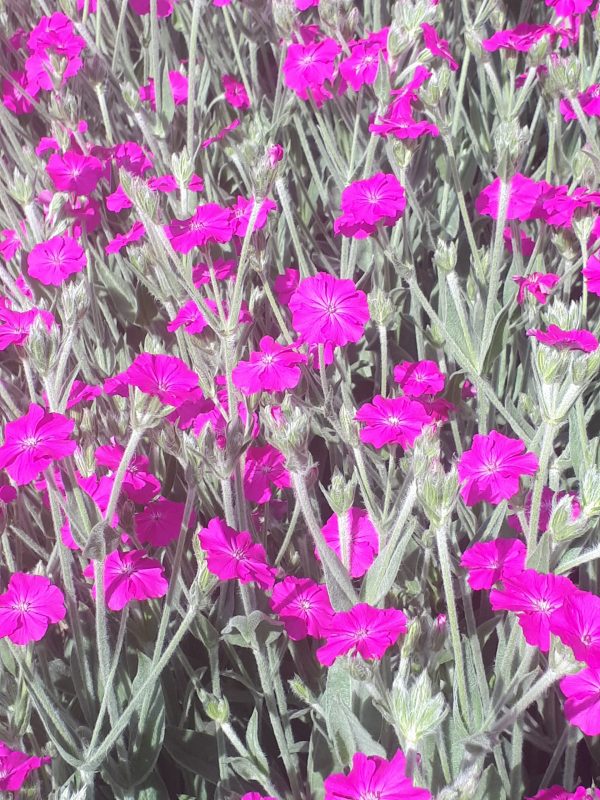 Lychnis Hill Grounds 5