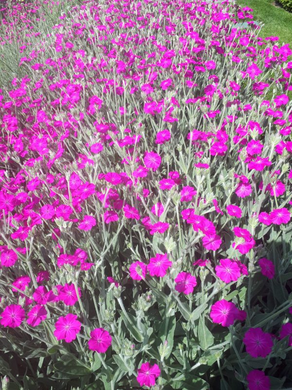 Lychnis Hill Grounds 6