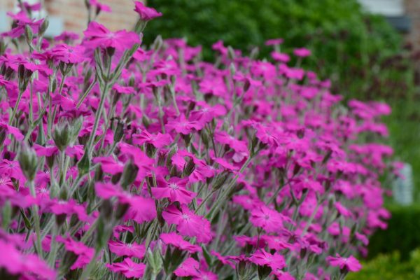 Lychnis Hill Grounds 8