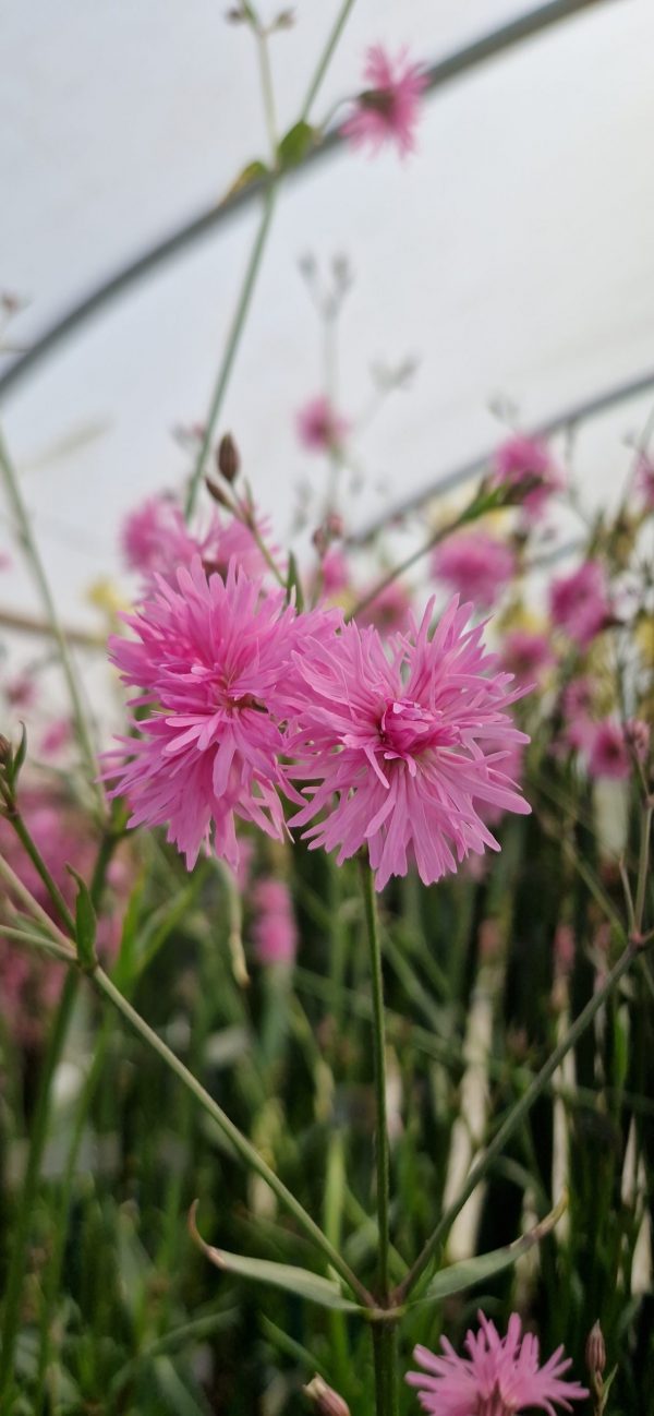 Lychnis flos-cuculi 'Petite Jenny'2 Lychnis flos-cuculi 'Petite Jenny'