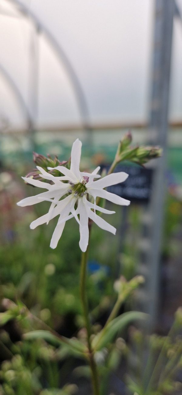 Lychnis flos-cuculi 'White Robin' Lychnis flos-cuculi 'White Robin'