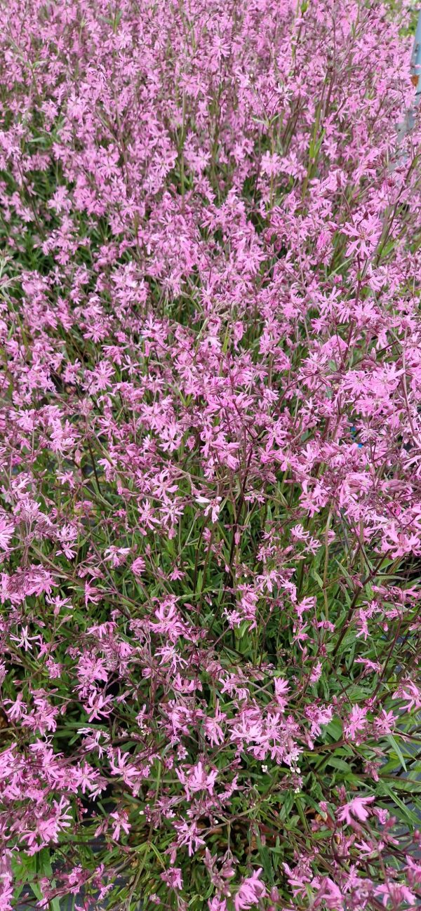 Lychnis flos cuculi Lychnis flos cuculi