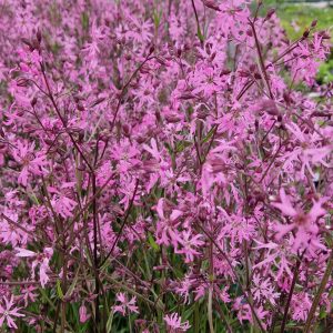 Lychnis flos cuculi