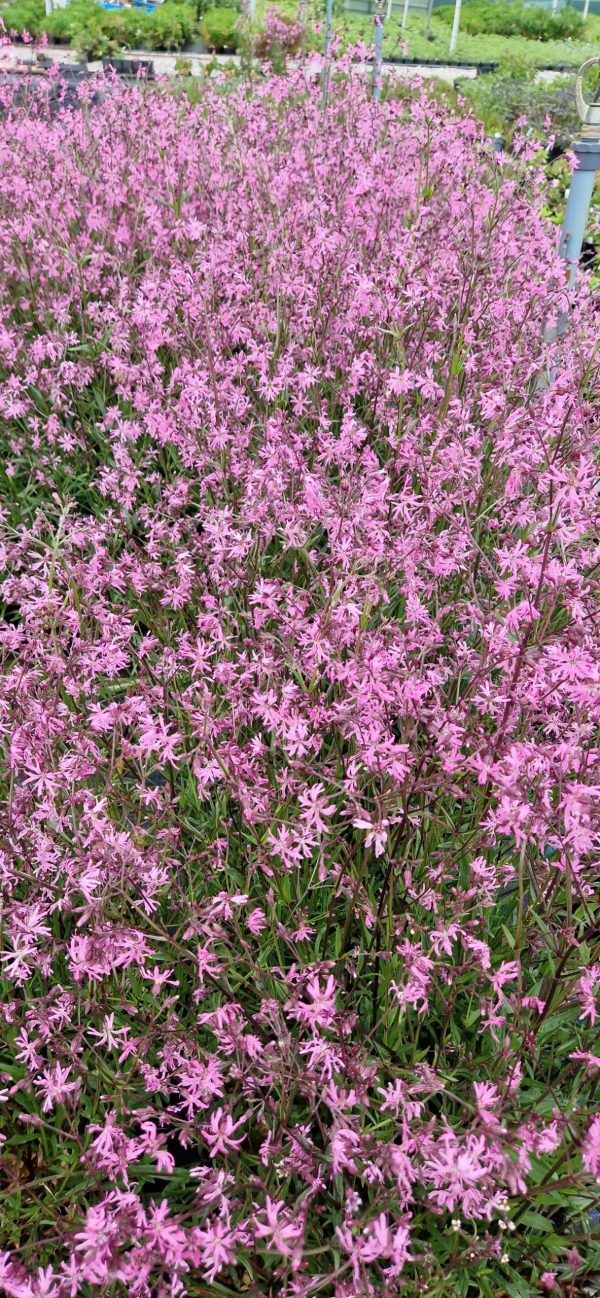 Lychnis flos cuculi3 Lychnis flos cuculi