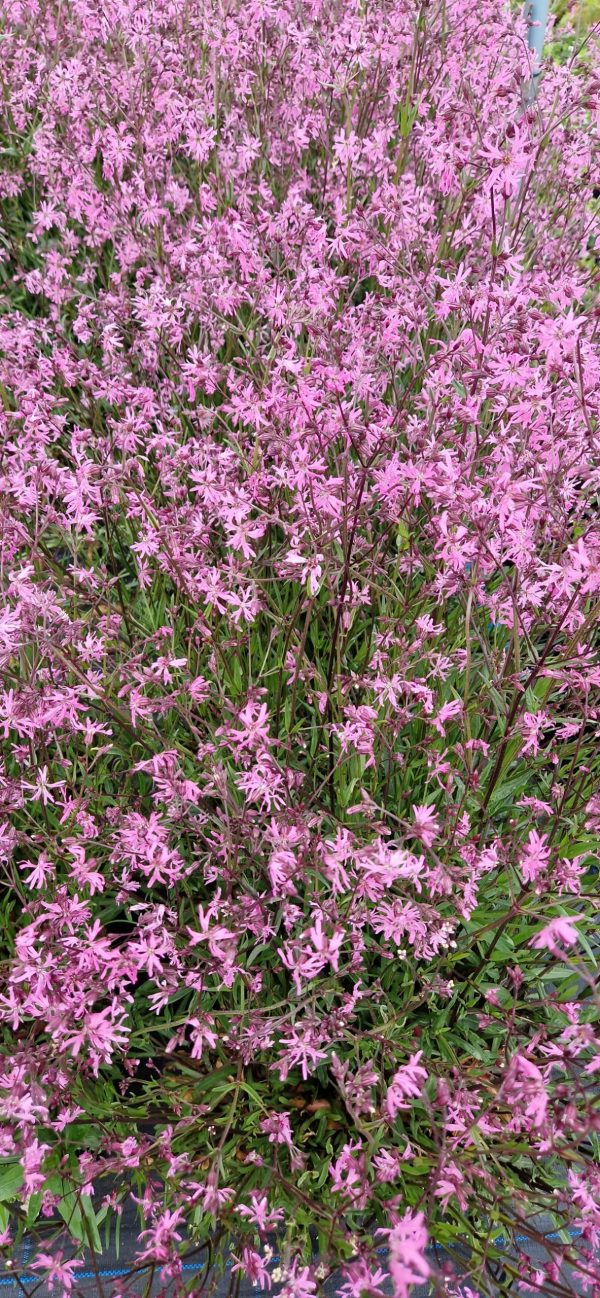 Lychnis flos cuculi4 Lychnis flos cuculi