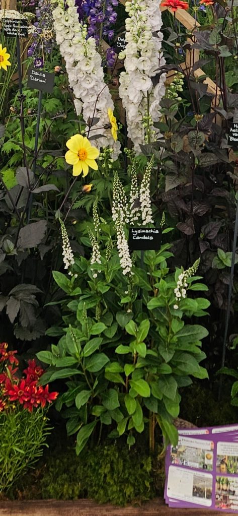 lysimachia-candela-well-established-lysimachia-proctors-nursery