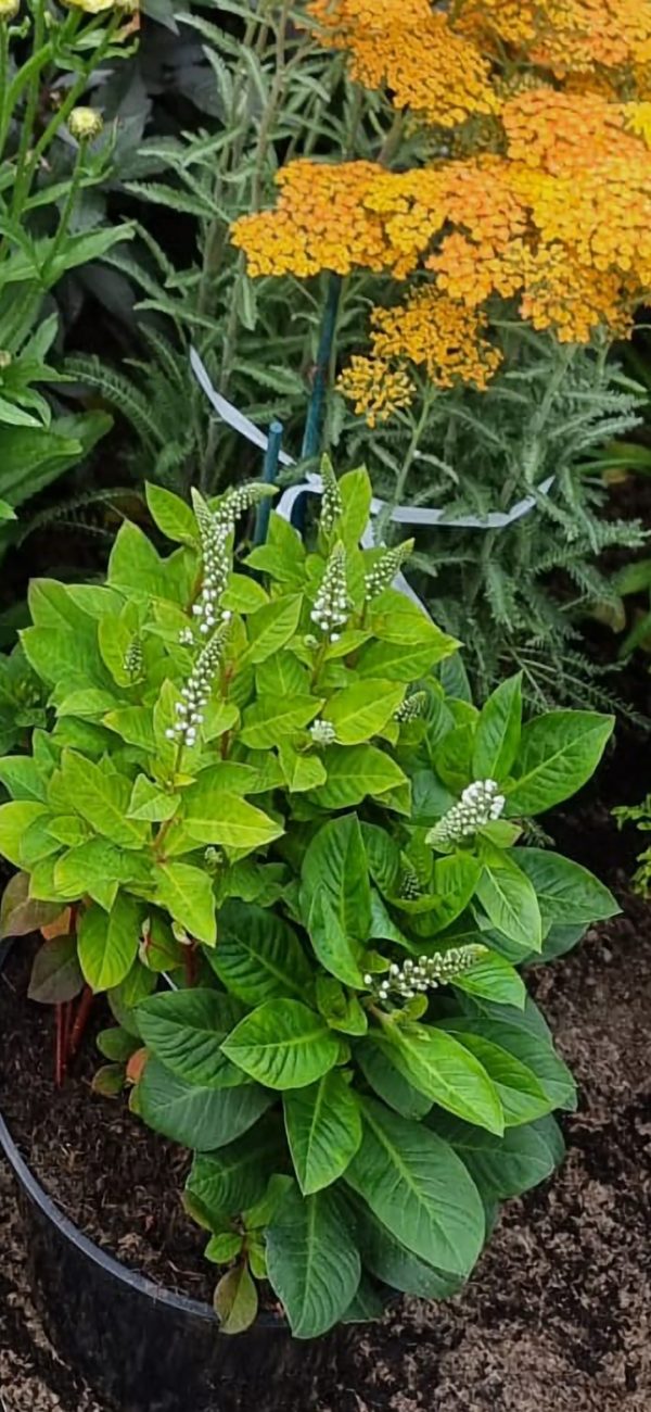 Lysimachia 'Candela'2 Lysimachia 'Candela'
