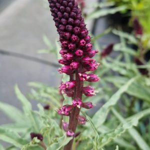 Lysimachia atropurpurea Beaujolais