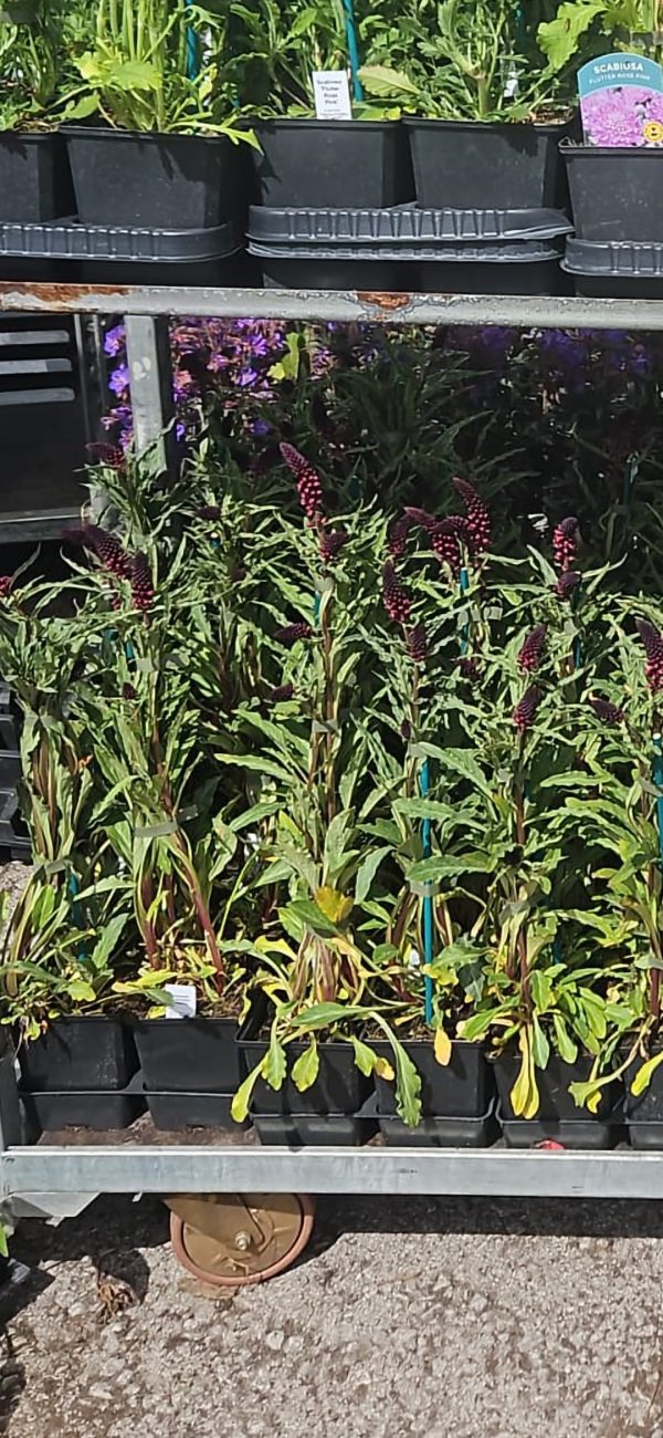 Lysimachia atropurpurea Beaujolais3 Lysimachia atropurpurea Beaujolais