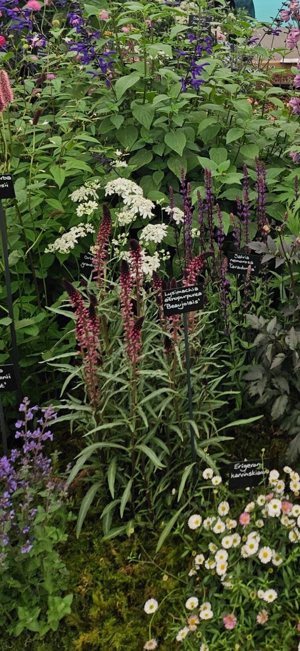 Lysimachia atropurpurea Beaujolais4 Lysimachia atropurpurea Beaujolais