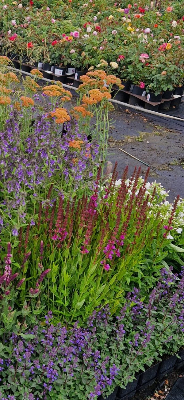 Lythrum salicaria 'Robin'2 Lythrum salicaria 'Robin'