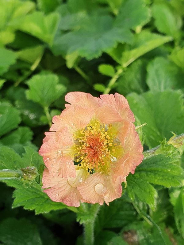 Mai Tai 2 Geum 'Mai Tai'