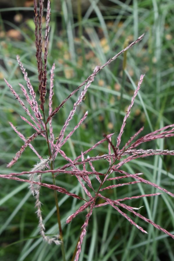 Miscanthus ferner osten