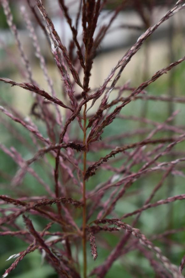 Miscanthus sinensis 'Ferner Osten' Miscanthus sinensis 'Ferner Osten'