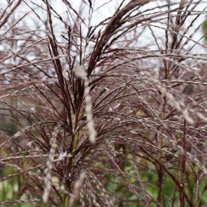 Miscanthus sinensis 'Ferner Osten'