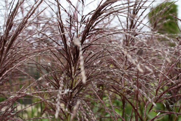 Miscanthus sinensis 'Ferner Osten'2 Miscanthus sinensis 'Ferner Osten'