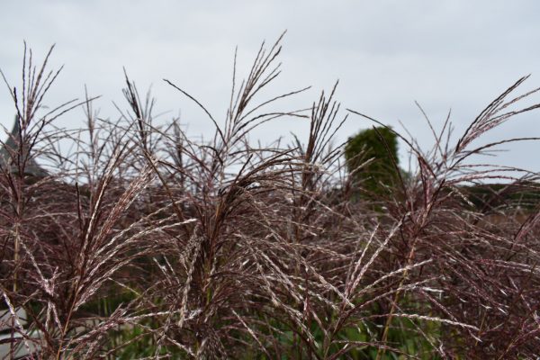 Miscanthus sinensis 'Ferner Osten'3 Miscanthus sinensis 'Ferner Osten'