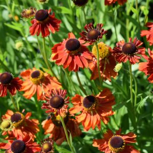 Helenium 'Moerheim Beauty'
