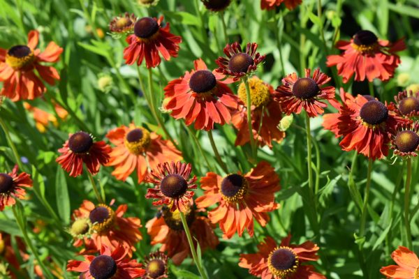 Helenium 'Moerheim Beauty'