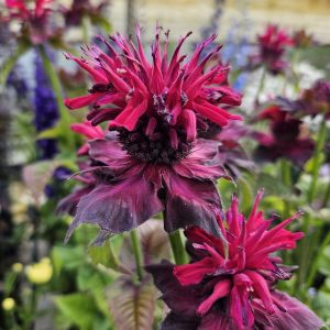 Monarda 'Fireball'